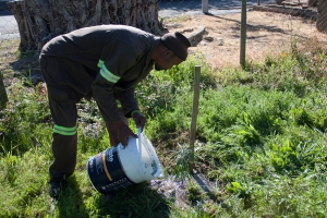 Tree planting in Victoria Park