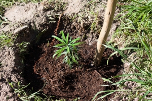 Tree planting in Victoria Park